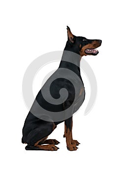 Black and brown sitting doberman dog, side portrait