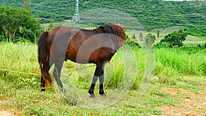 A black-brown stallion grazes a green meadow against a mountainous background and farmland.