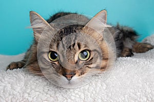 Black Brown Tabby Cat Lying Down Up Close Face Portrait Cute