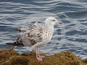 Black Brown and White baby seagull 