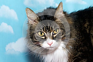 Black brown and white long hair tabby cat with yellow eyes, blue