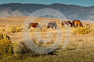 Black and brown wild mustangs in the desert