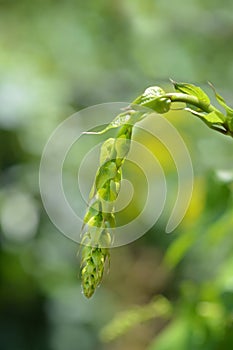 Black bryony