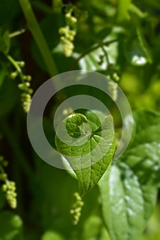 Black bryony