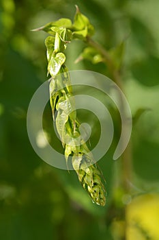 Black bryony