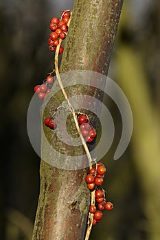 Black Bryony Berries