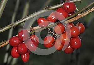 Black Bryony Berries