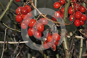 Black Bryony Berries