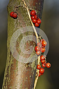 Black Bryony Berries