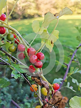 Black Bryony berries, a poisonous British plant