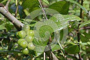 Black Bryony Flowers