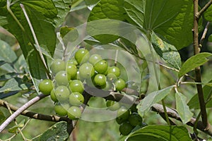 Black Bryony Flowers - Tamus communis