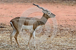 Black Buck