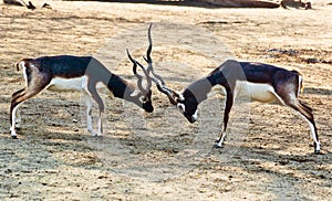Black Buck