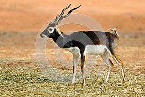 Black Buck