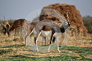 Black Buck