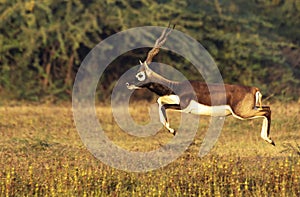 Black-buck Adult Male Jumping in mid-air portrait