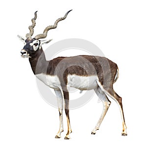 Black buck antelope isolated