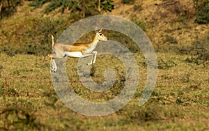 Black-buck baby Jumping in mid-air in greenery