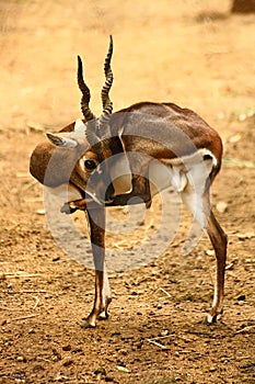 Black Buck cleaning itself