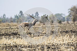 Black Buck  in the Field of Madhya Pradesh