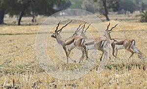 Black Buck Herd in the Field of Madhya Pradesh