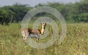 Black-buck kid portrait in green back-ground