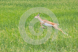 Black buck in Velavadar Nature Reserve, India