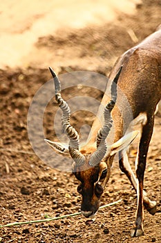 Black Buck walking with long curved horn