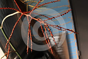 Black buds appeared on a branch of a tropical plant. Flowers will bloom from them