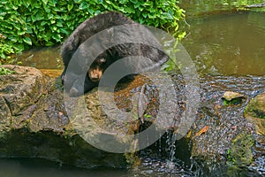 Black buffalo bear lie head down on pond with sun light