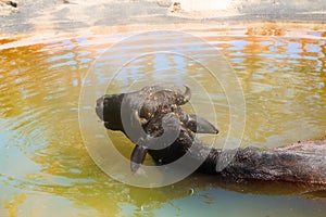 Black Buffalo enjoy water and chew cud