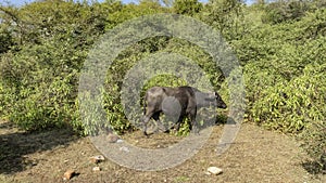 A black buffalo grazes in the jungle.