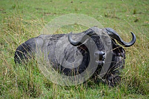 Black buffalo lying in the savannah, Kenya