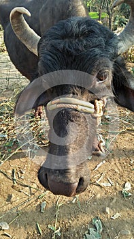 Black buffalo  pet buffalo animal