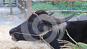 Black buffalo ruminate food.