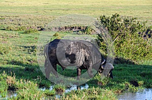 Black buffalo in watter in the savannah, Kenya, Africa