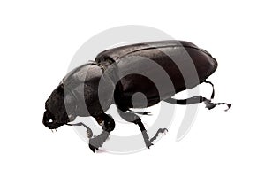 Black bug