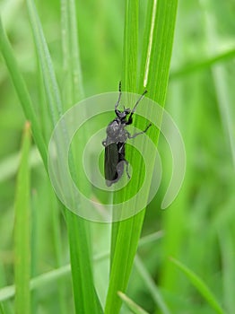 Black Bug