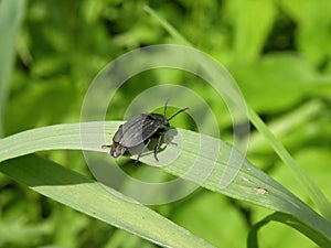Black bug