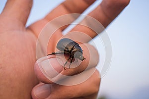 Black bug beetle walking on a hand palm with nature background