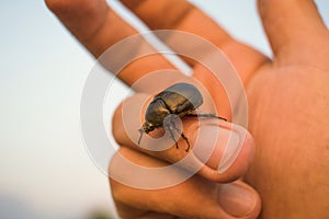 Black bug beetle walking on a hand palm with nature background