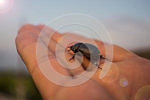 Black bug beetle walking on a hand palm with nature background