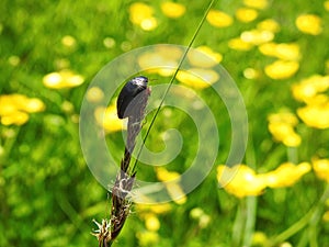 Black bug on bent plant, Lithuania