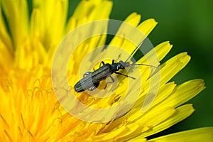 Black bug on a dandelion - Nature photography - Macro photography