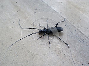 Black bug with feelers