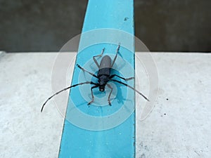 Black bug with feelers