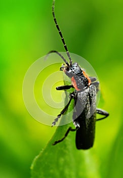 Black bug on green