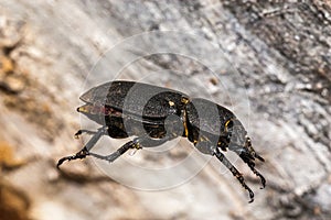 Black bug hanging in air