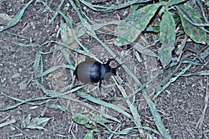 Black bug